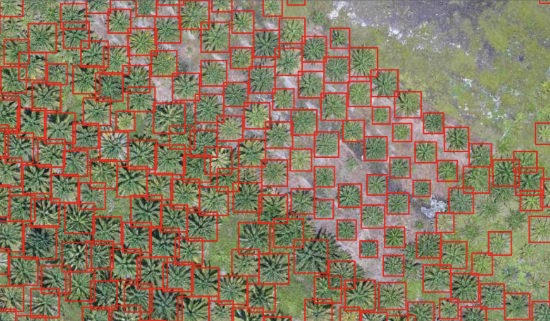 Tree Species Detection